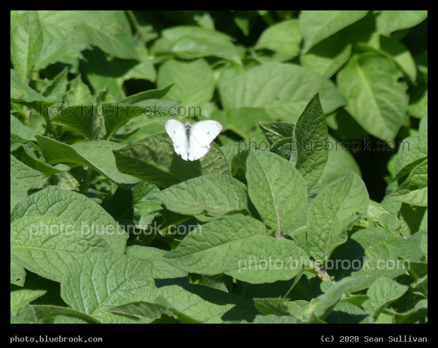 Butterfly on Potatoes - Corvallis MT