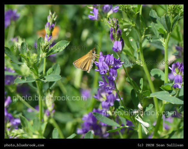 Butterfly on Alfalfa - Corvallis MT