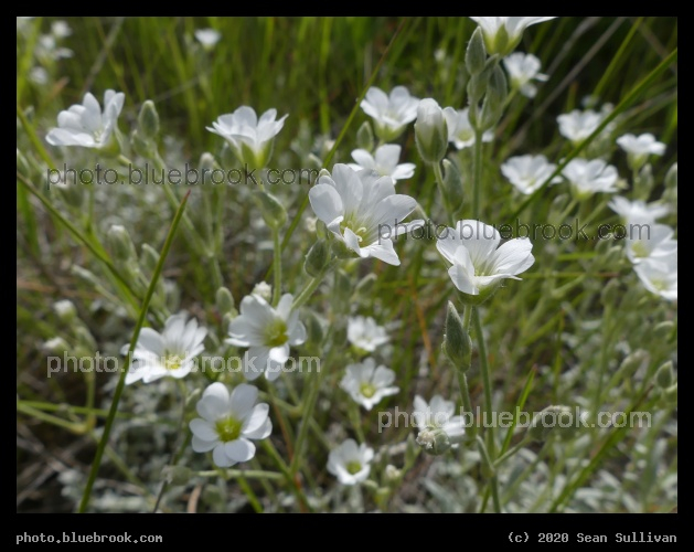 Summer White Flowers - Corvallis MT