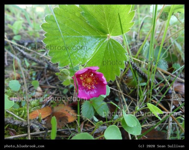 Little Pink Flower - Corvallis MT