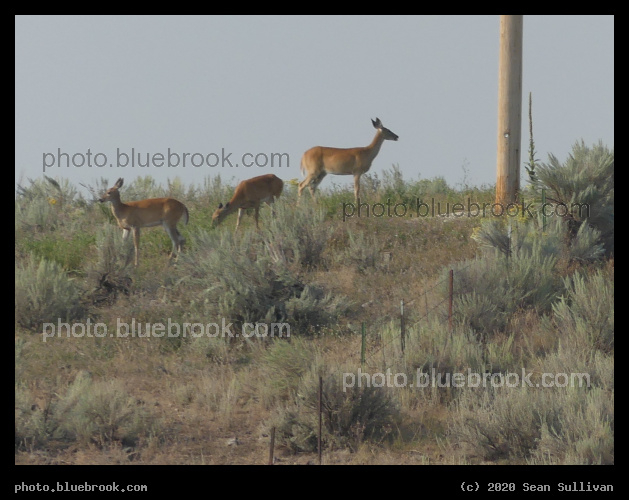 Three Deer on a Hill - Corvallis MT