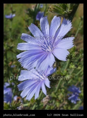 Chicory Flower Pair - Corvallis MT