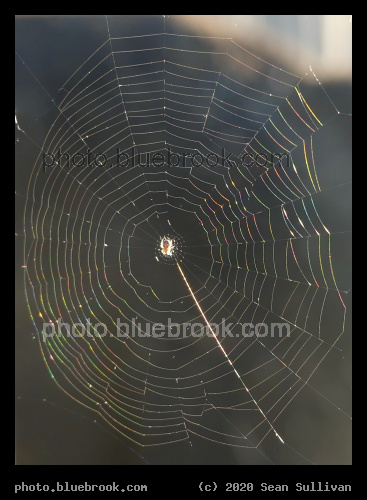 Prismatic Spiderweb - Corvallis MT