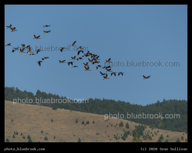 Flock of Geese in September - Corvallis MT