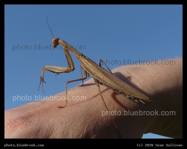 Unexpected Visitor - Praying mantis, Corvallis MT