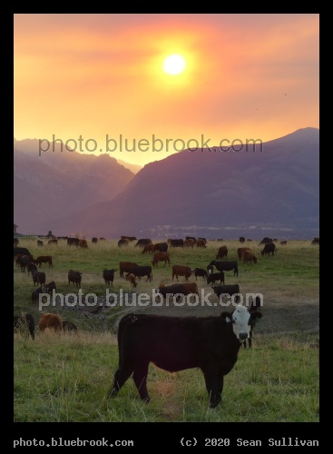 Cows beneath a Smoky Sunset - Corvallis MT