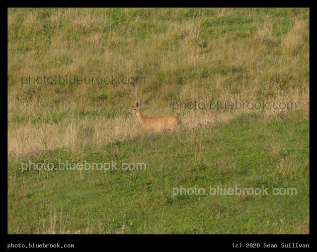 Inconspicuous Deer - Corvallis MT