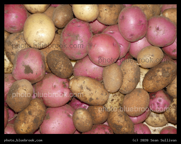 Potato Harvest - Corvallis MT