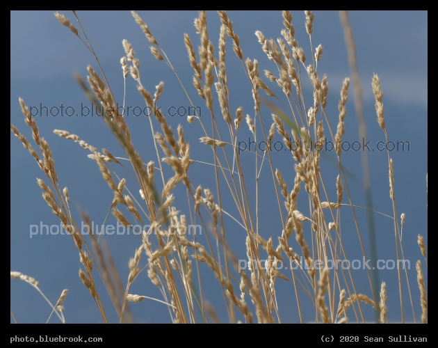 Golden Grasses - Corvallis MT