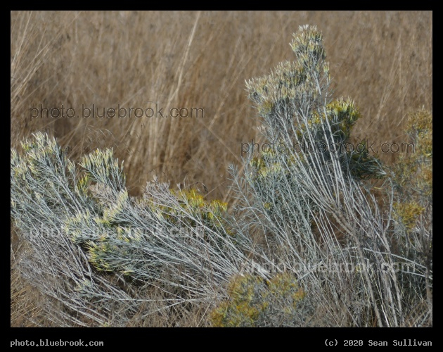 Silvery Sagebrush Twigs - Corvallis MT