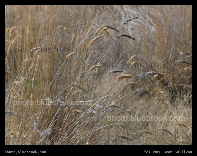 Gold and Pewter Grasses - Corvallis MT