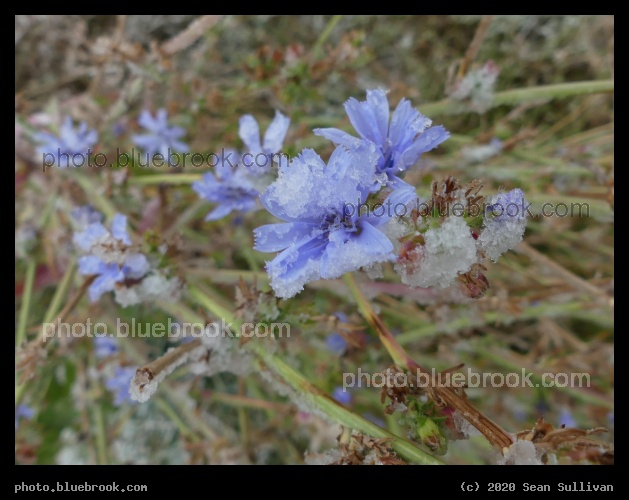 Frozen Chicory - Corvallis MT