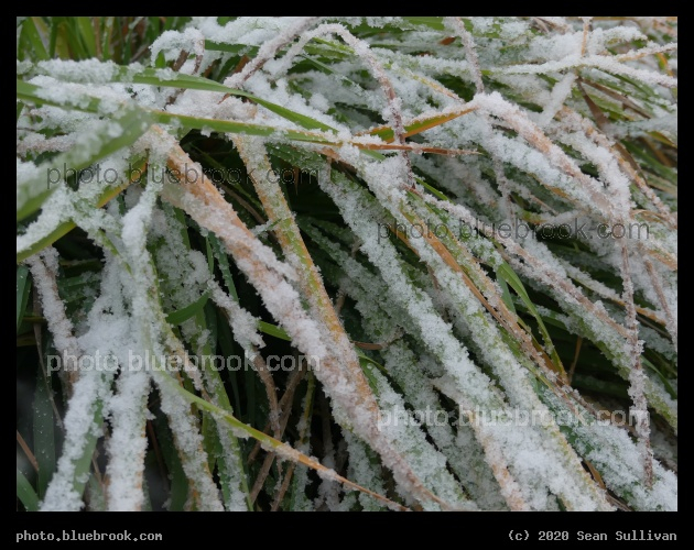 Snow on Green Grass - Corvallis MT