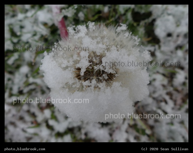 Snow Covered Dandelion - Corvallis MT