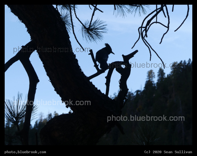 Silhouette of a Bird in a Tree - North Kaibab Trail, Grand Canyon, AZ