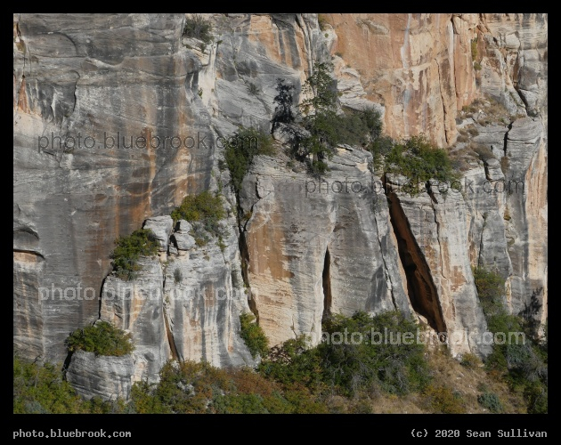 Tree Perches - North Kaibab Trail, North Rim, Grand Canyon, AZ