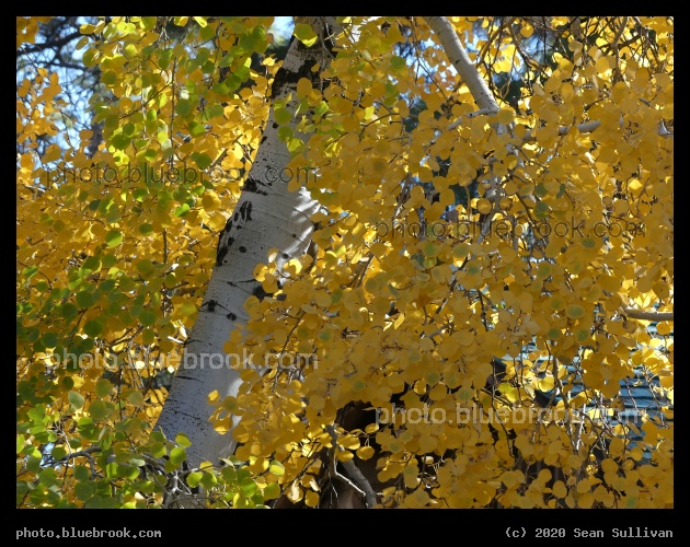 Fluttering Yellow Leaves - North Rim, Grand Canyon, AZ