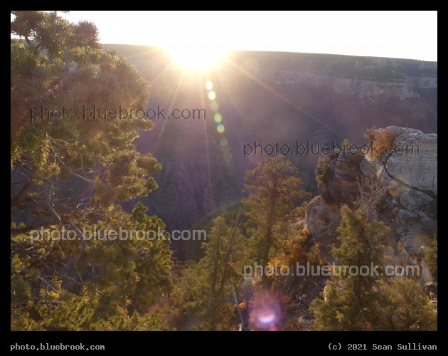Morning Light among the Trees - North Rim, Grand Canyon, AZ