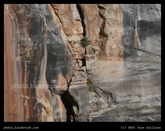 Growth in the Crevice - North Kaibab Trail, North Rim, North Rim, Grand Canyon, AZ