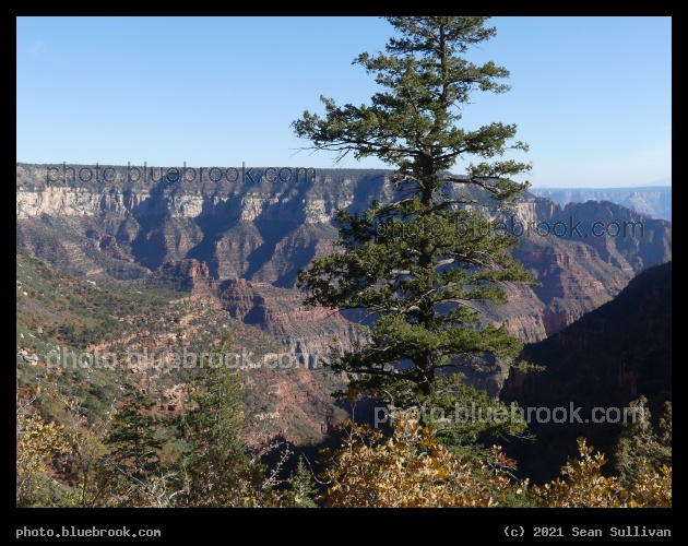 Tree and Canyon - North Rim, Grand Canyon, AZ