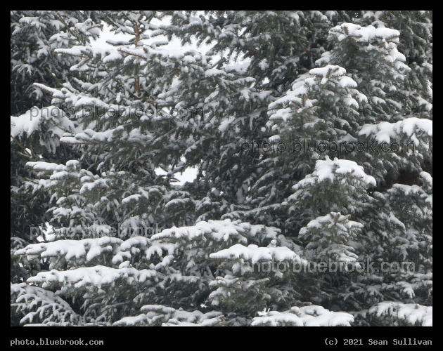 Snow on the Needles - Corvallis, MT