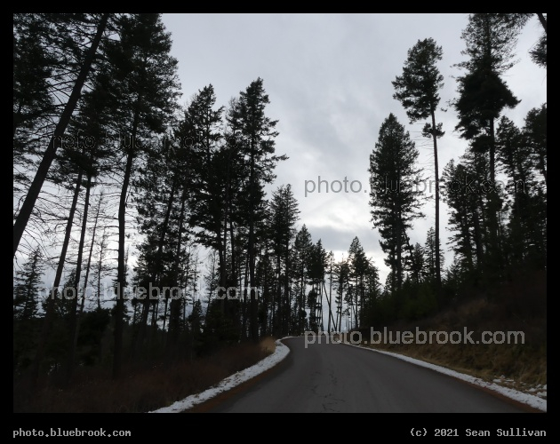 Road through the Evergreens - Wayfarers Park, Bigfork MT