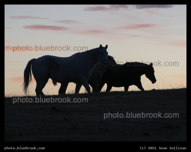 Horses at Sunset - Corvallis, MT