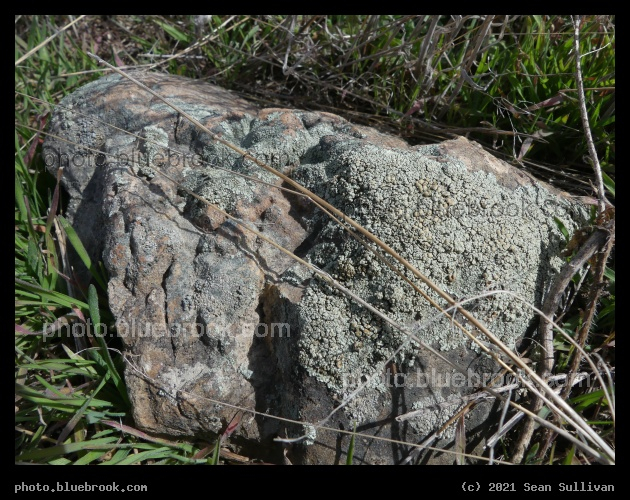 Lichen Covered Rock in the Grass - Corvallis MT