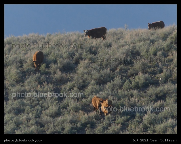 Line of Cows Descending - Corvallis MT
