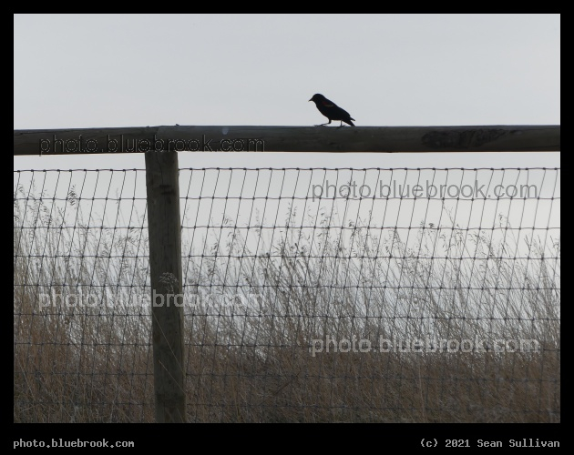 Blackbird on a Fence - Corvallis MT