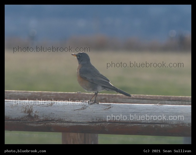 Robin on a Fence - Corvallis MT