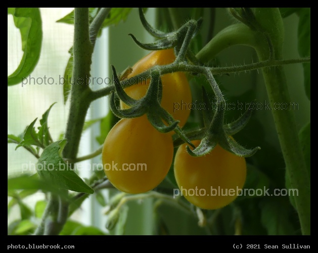 Trio of Yellow Pear Tomatoes - Corvallis MT