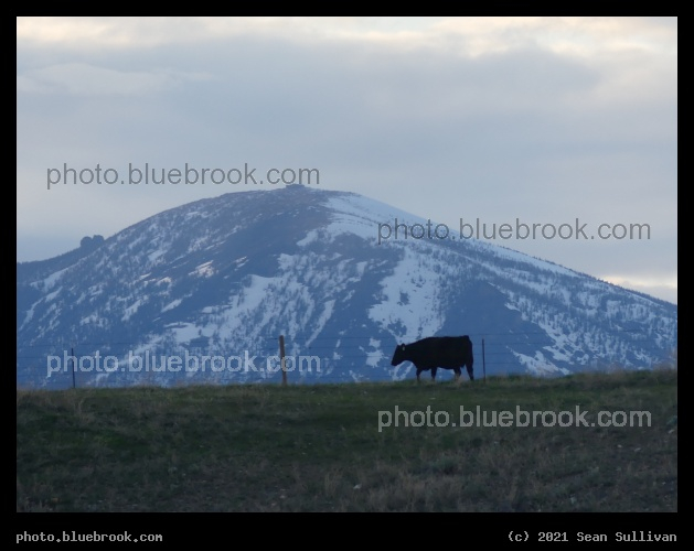 Cow in the Mountains - Corvallis MT