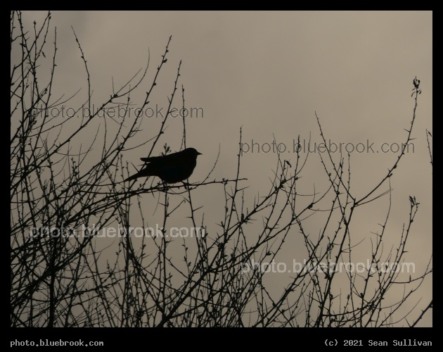 Silhouette of a Bird in May - Corvallis MT