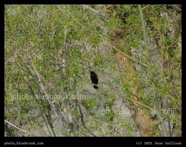 Blackbird in a Willow Tree - Corvallis MT