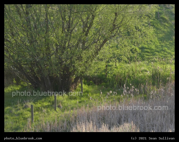 Verdant Willow Landscape - Corvallis MT