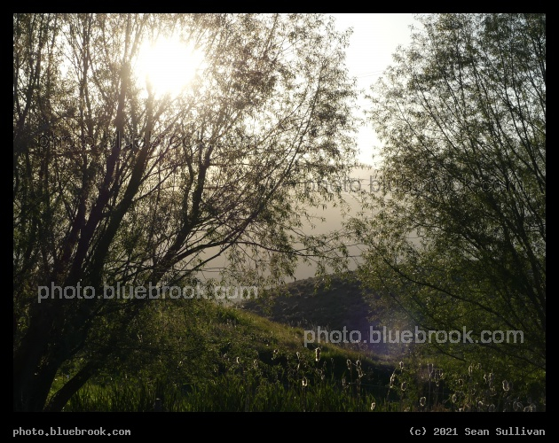 Willows at Sunset - Corvallis MT