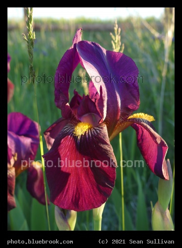 Reddish-Purple Iris at Sunset - Corvallis MT