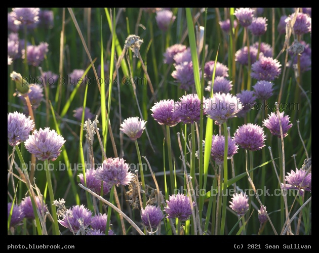 Field of Chives - Corvallis MT