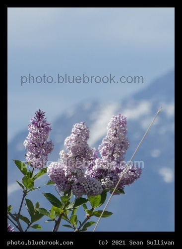 Lilacs in the Mountains - Corvallis MT