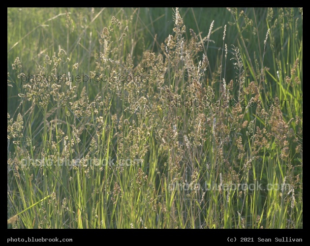 Light Limned Grasses - Corvallis MT