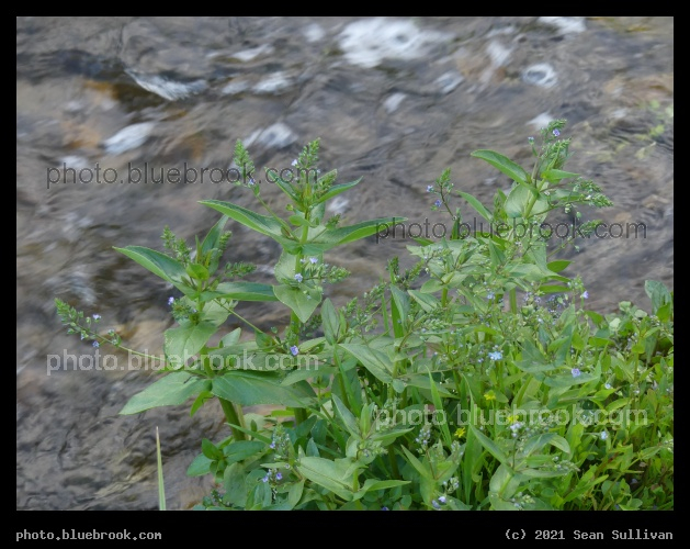 Streamside Plants - Corvallis MT