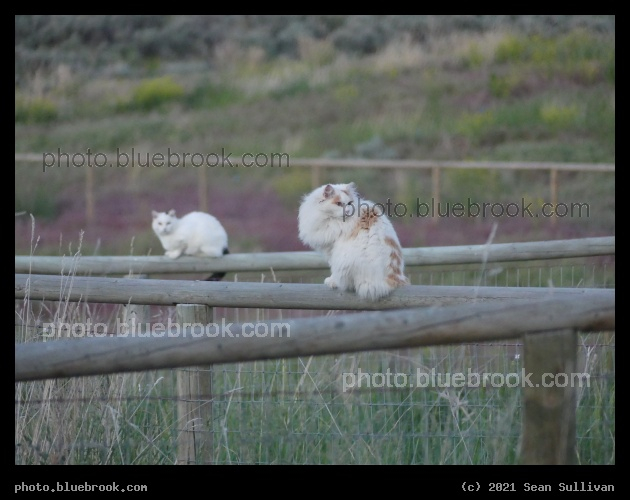 Cats on Fences - Corvallis MT