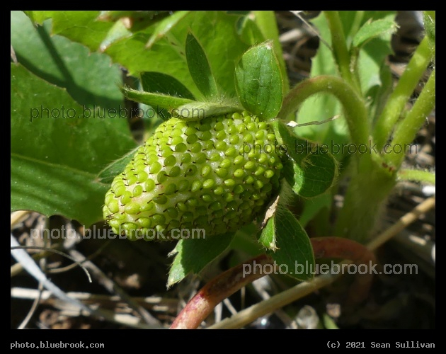 Green Strawberry - Corvallis MT