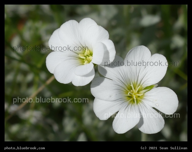 Pair of White Flowers - Corvallis MT