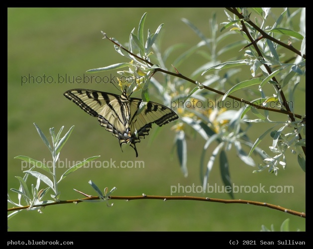 Swallowtail Butterfly - Corvallis MT