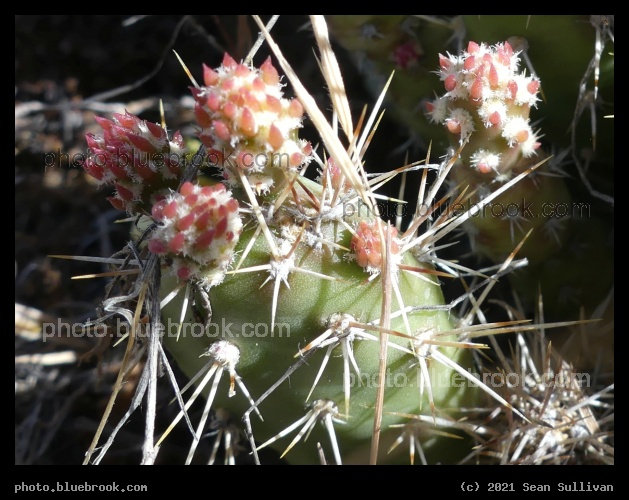 Tiny Cactus - Corvallis MT
