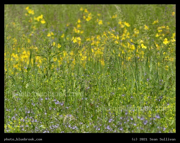 Yellow and Purple Wildflowers - Corvallis MT