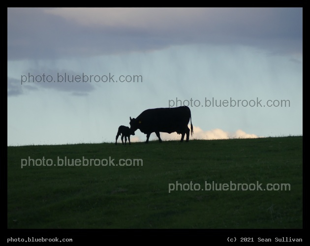 Cow and Calf - Corvallis MT