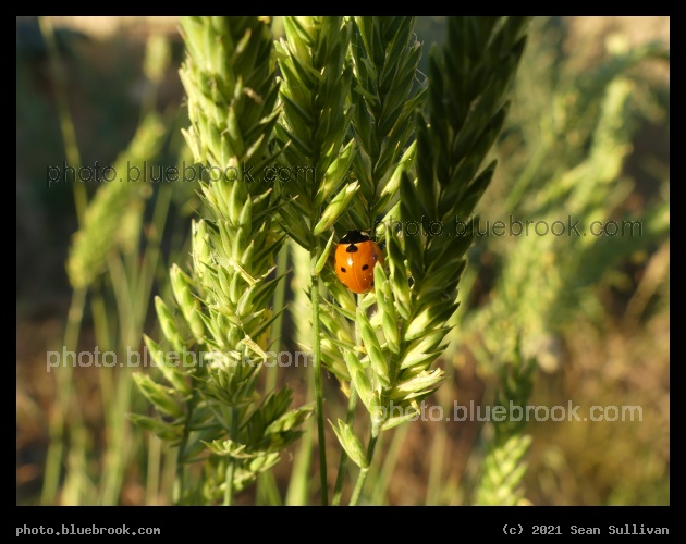 Ladybug in the Grass - Corvallis MT